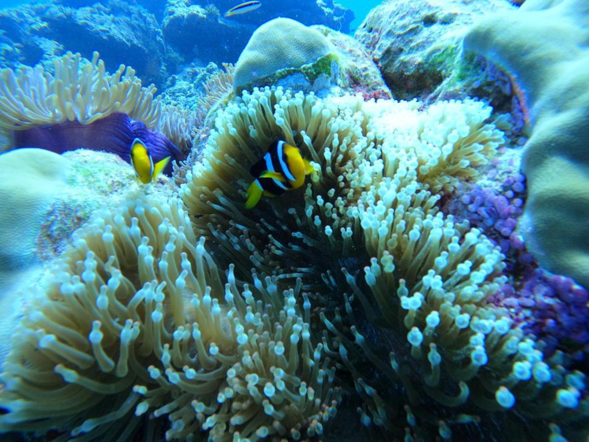 Coral Beach Maldives Hangnaameedhoo Bagian luar foto