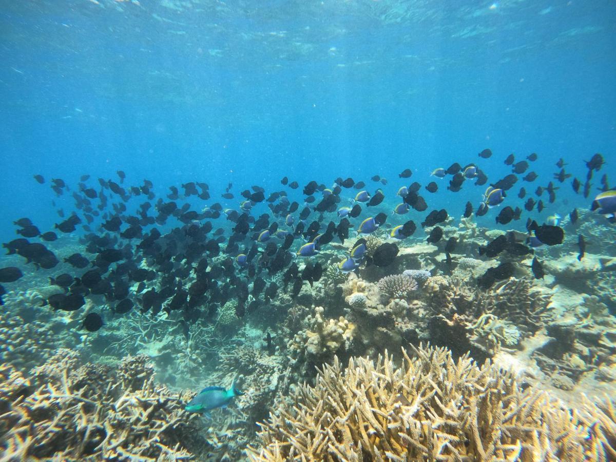 Coral Beach Maldives Hangnaameedhoo Bagian luar foto
